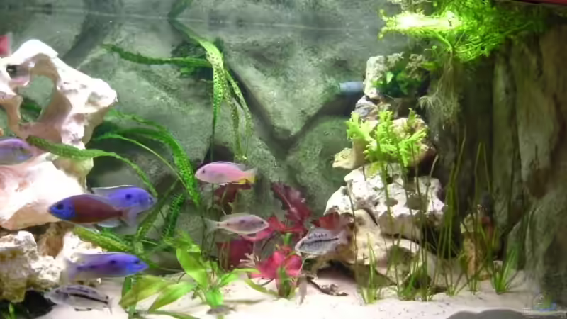 Dekoration im Aquarium Becken 3714 von phyvf (8)