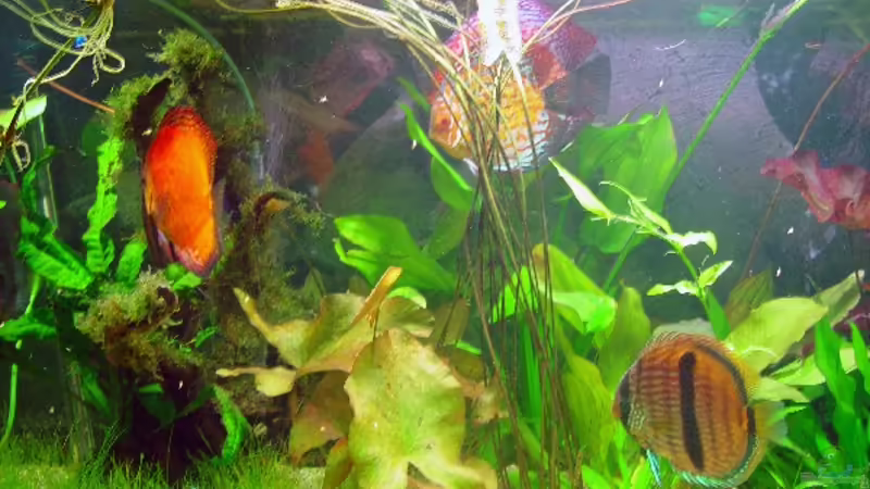 Dekoration im Aquarium Becken 3721 von Thomas Wehnert (10)