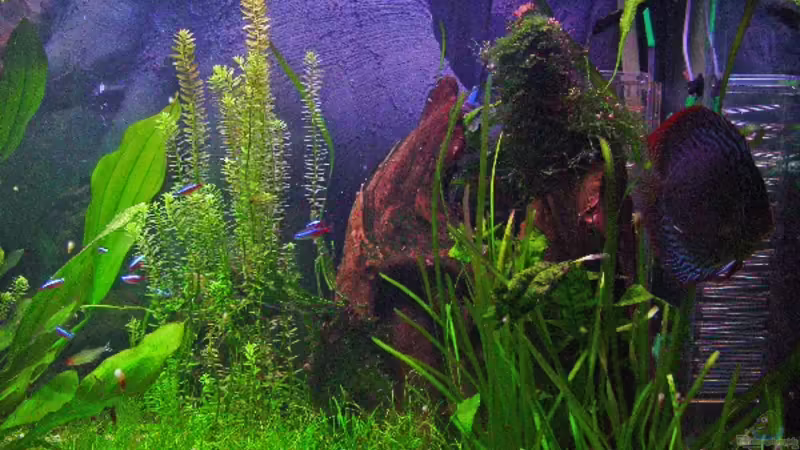Dekoration im Aquarium Becken 3721 von Thomas Wehnert (8)