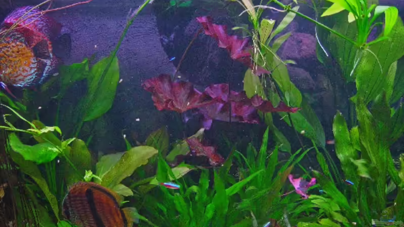 Dekoration im Aquarium Becken 3721 von Thomas Wehnert (9)