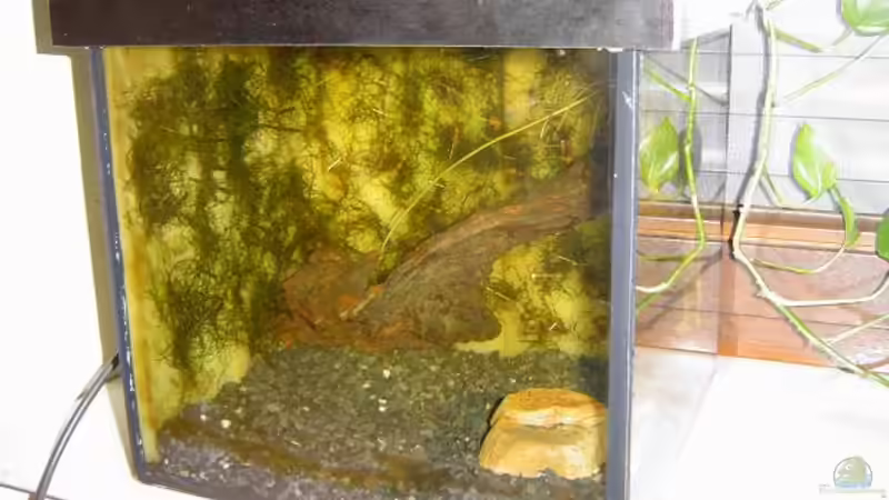 Dekoration im Aquarium Becken 3724 von Maik Husham (6)