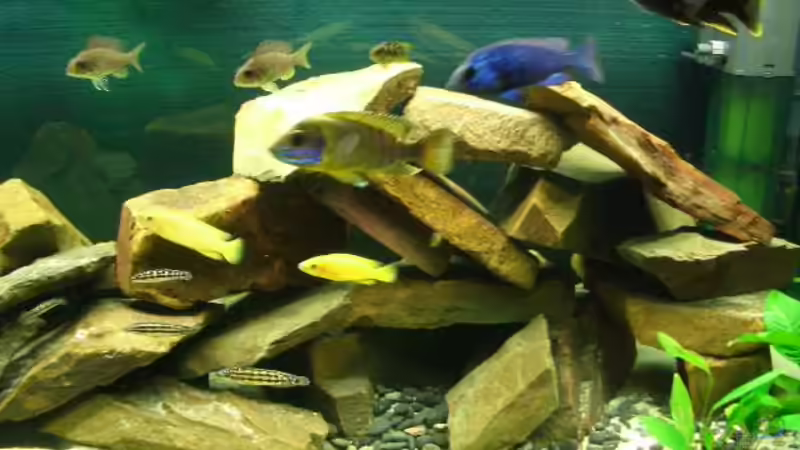 Dekoration im Aquarium Becken 374 von Marco Arens (4)