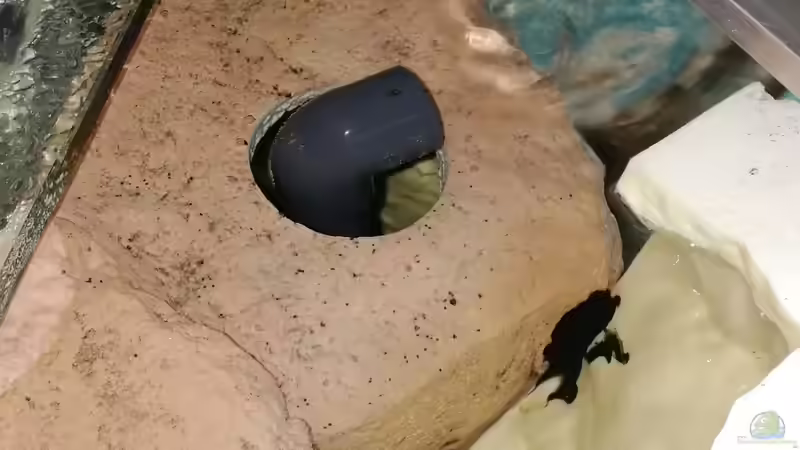 Dekoration im Aquarium Becken 37662 von Philipp Steinbrück (13)