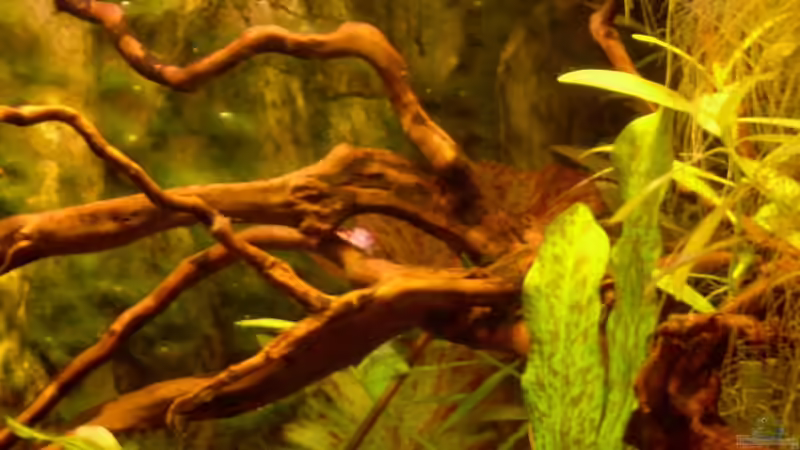 Dekoration im Aquarium Becken 3771 von Christian Heitmann (4)