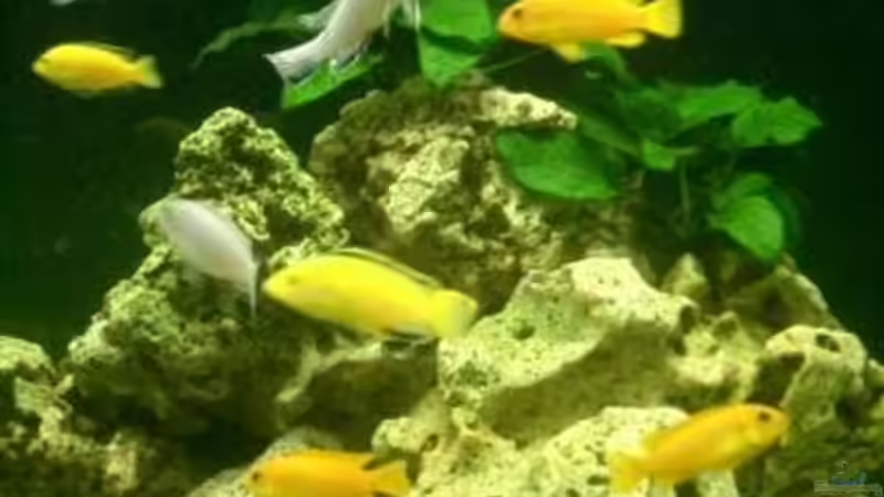 Dekoration im Aquarium Becken 3839 von Georg Zinßer (3)