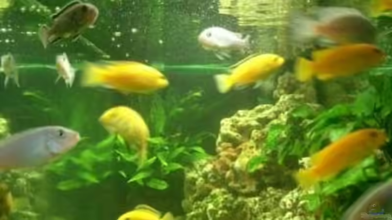 Dekoration im Aquarium Becken 3839 von Georg Zinßer (4)