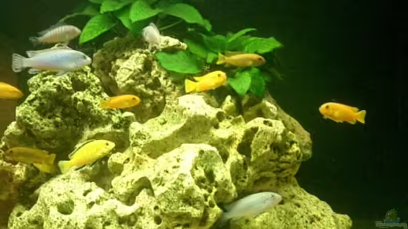 Dekoration im Aquarium Becken 3839 von Georg Zinßer (5)