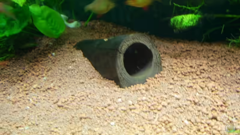 Dekoration im Aquarium Becken 3848 von Sonja Kopf (10)