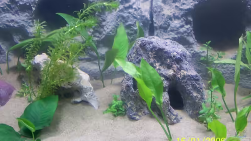 Dekoration im Aquarium Becken 3860 von M (10)