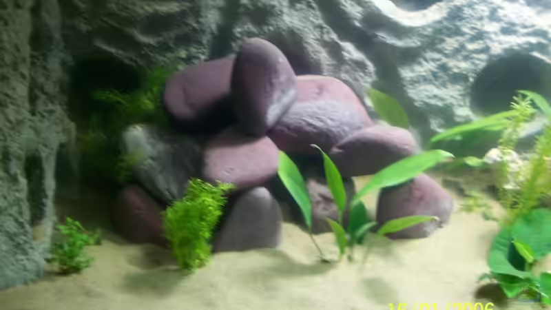 Dekoration im Aquarium Becken 3860 von M (8)