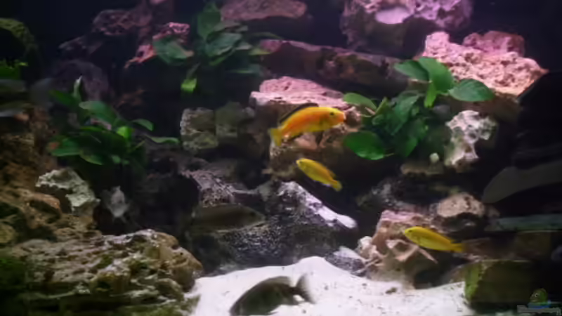 Dekoration im Aquarium Becken 3874 von Jan Kaun (8)