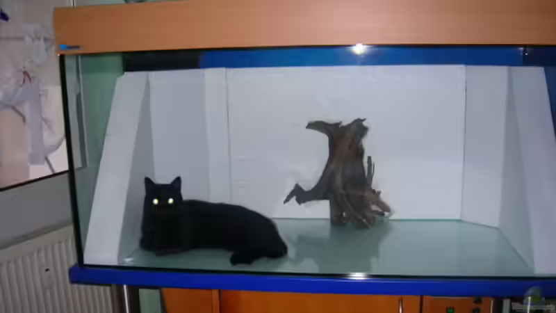 Dekoration im Aquarium Becken 3893 von Thomas Pirner (18)