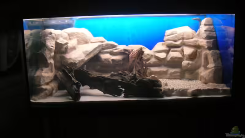 Dekoration im Aquarium Becken 3893 von Thomas Pirner (23)