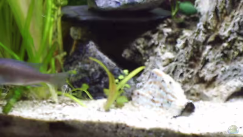 Dekoration im Aquarium Becken 390 von Dirk Grieving (3)