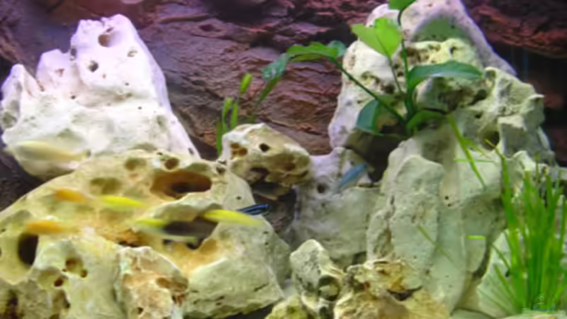 Dekoration im Aquarium Becken 392 von Blackpearl (4)