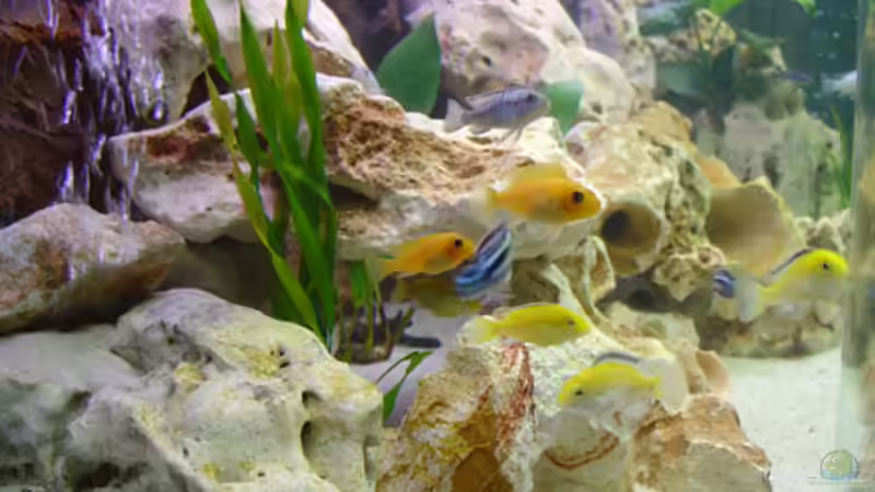 Dekoration im Aquarium Becken 392 von Blackpearl (5)