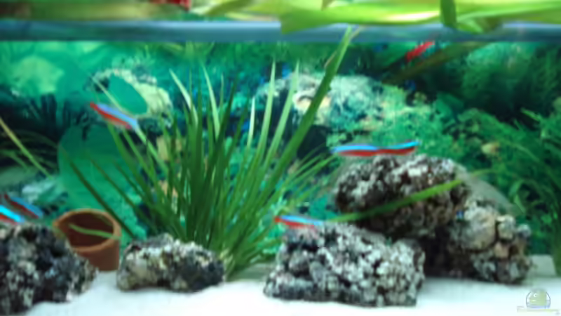 Dekoration im Aquarium Becken 3934 von Michel Goerns (14)