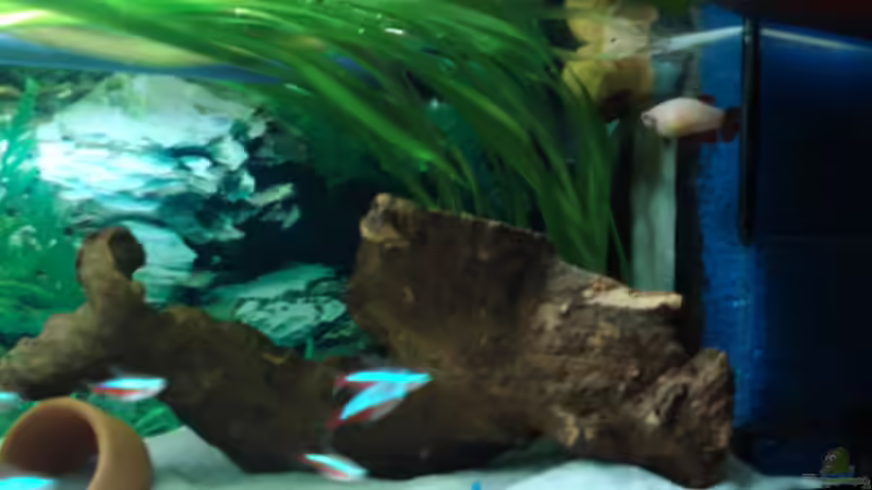 Dekoration im Aquarium Becken 3934 von Michel Goerns (15)