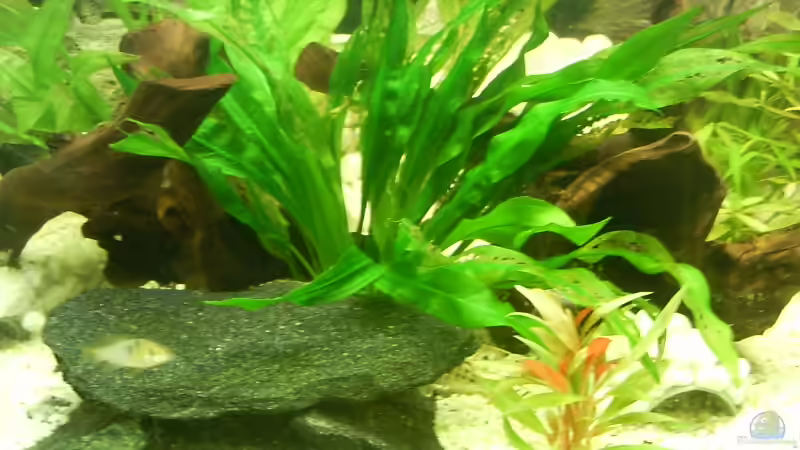 Dekoration im Aquarium Becken 3947 von Dieter Schönherr (11)