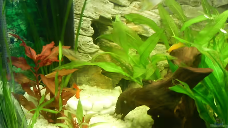 Dekoration im Aquarium Becken 3947 von Dieter Schönherr (12)