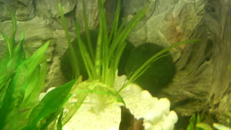 Dekoration im Aquarium Becken 3947 von Dieter Schönherr (13)