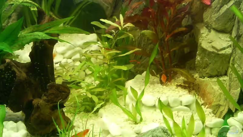 Dekoration im Aquarium Becken 3947 von Dieter Schönherr (9)