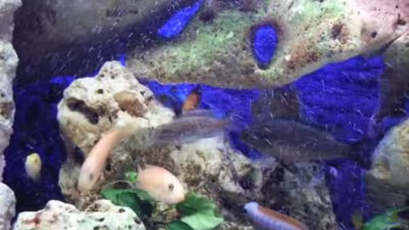 Dekoration im Aquarium Becken 396 von Thomas Biewald (8)