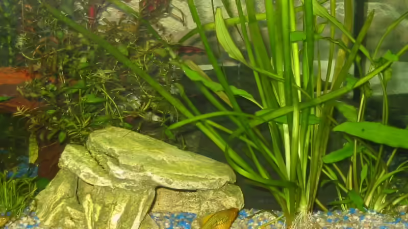 Dekoration im Aquarium Becken 3982 von Pamela Niemeyer (4)