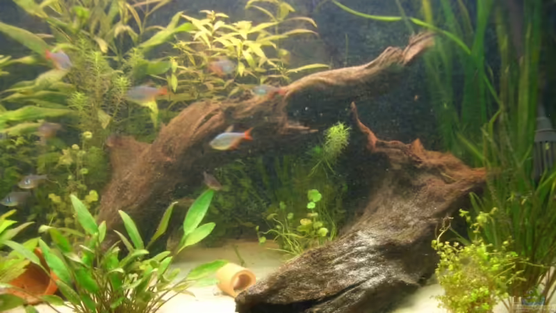 Dekoration im Aquarium Becken 3988 von Adrian Vissers (4)