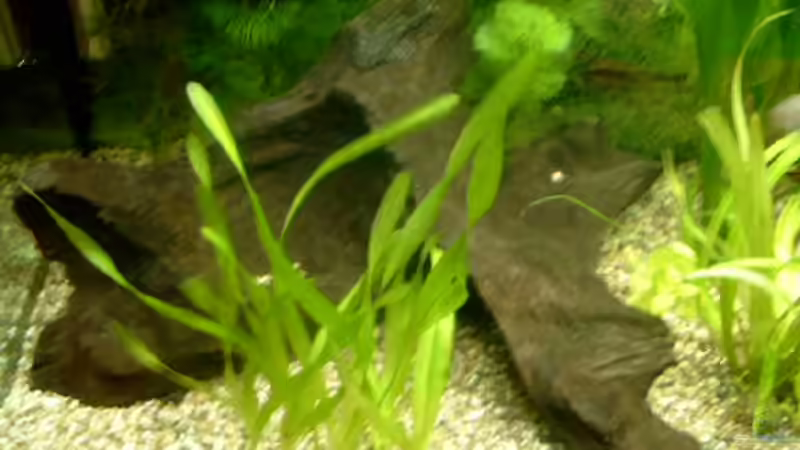 Dekoration im Aquarium Becken 4041 von Marcel Pikzack (5)