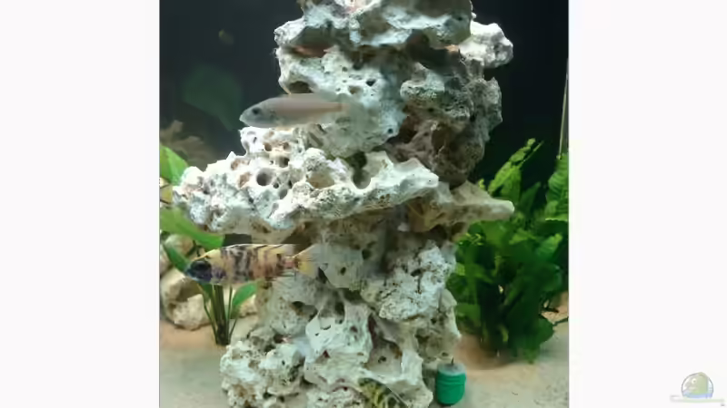 Dekoration im Aquarium Becken 4058 von Martin Kühne (2)