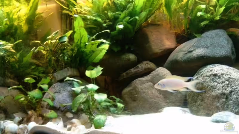 Dekoration im Aquarium Becken 409 von Helgo Jacob (5)