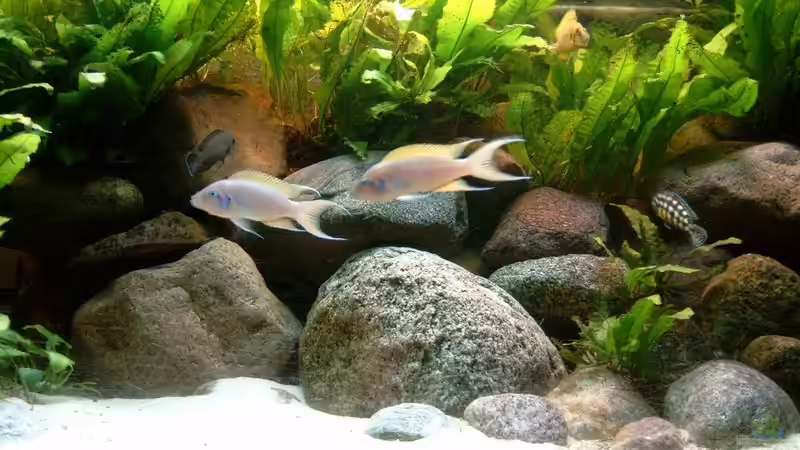 Dekoration im Aquarium Becken 409 von Helgo Jacob (6)