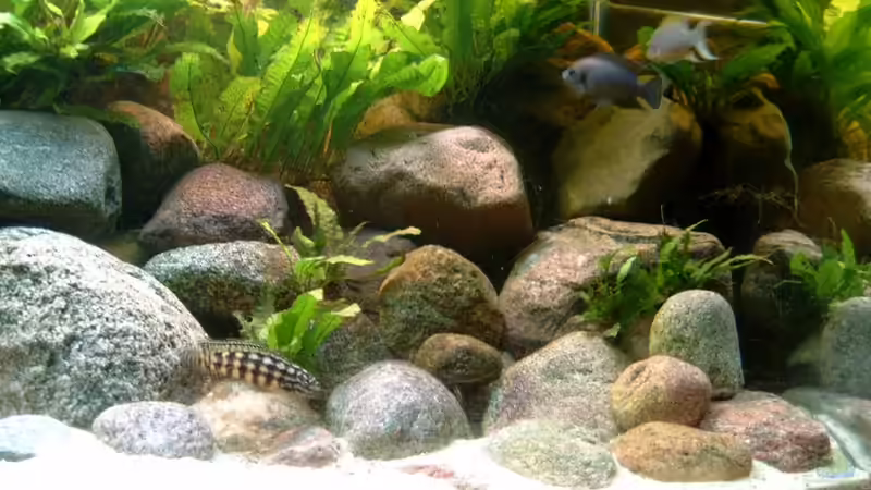 Dekoration im Aquarium Becken 409 von Helgo Jacob (7)