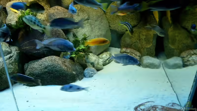 Dekoration im Aquarium Becken 412 von Helgo Jacob (15)