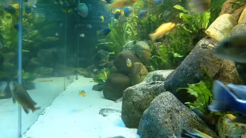 Dekoration im Aquarium Becken 412 von Helgo Jacob (16)