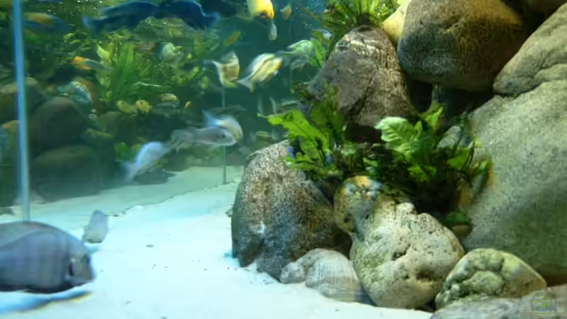 Dekoration im Aquarium Becken 412 von Helgo Jacob (17)