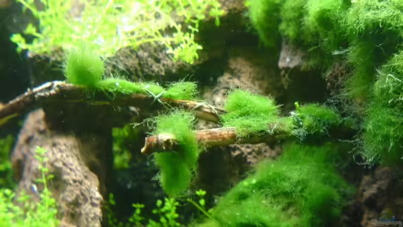 Dekoration im Aquarium Becken 4125 von Jens Hug (10)