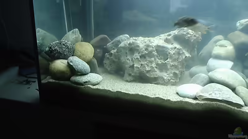 Dekoration im Aquarium Becken 413 von Sebastian Lahmeyer (2)