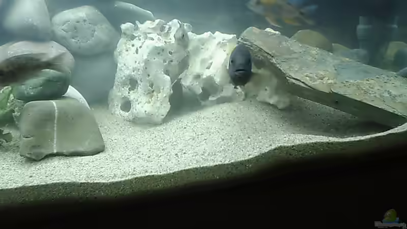 Dekoration im Aquarium Becken 413 von Sebastian Lahmeyer (3)