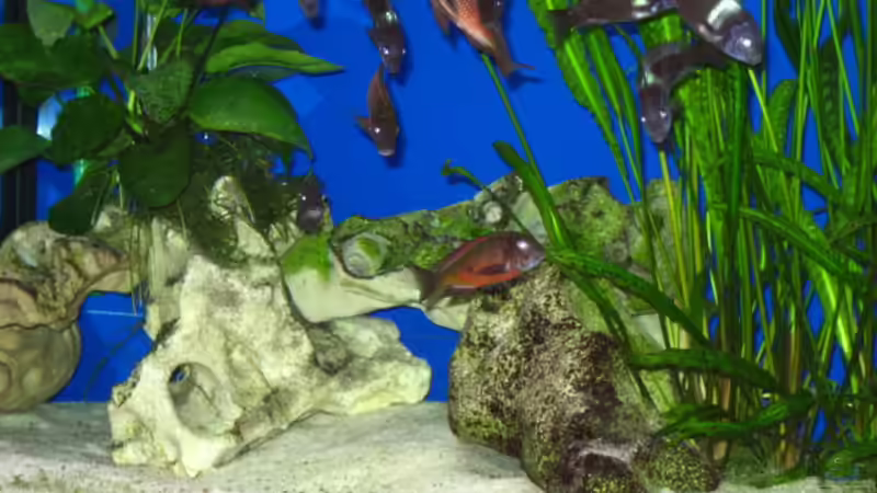 Dekoration im Aquarium Becken 4130 von Gordon Gewiese (5)