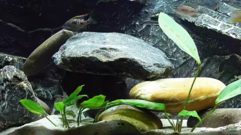 Dekoration im Aquarium Becken 4144 von Christian Klar (4)