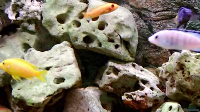 Dekoration im Aquarium Becken 415 von Kay Bergmann (11)