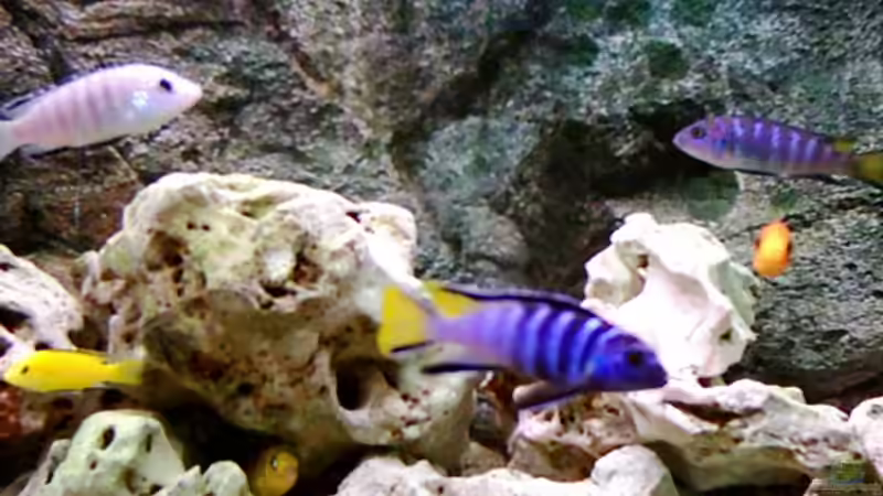 Dekoration im Aquarium Becken 415 von Kay Bergmann (12)