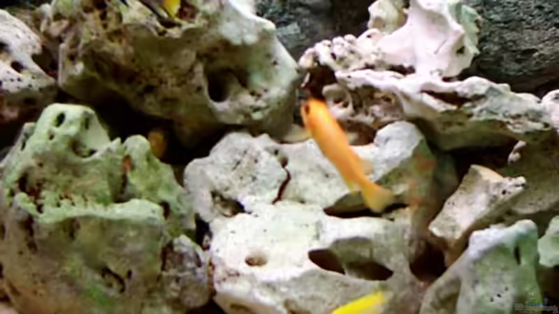 Dekoration im Aquarium Becken 415 von Kay Bergmann (13)