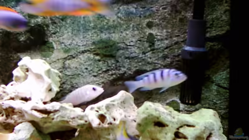 Dekoration im Aquarium Becken 415 von Kay Bergmann (14)