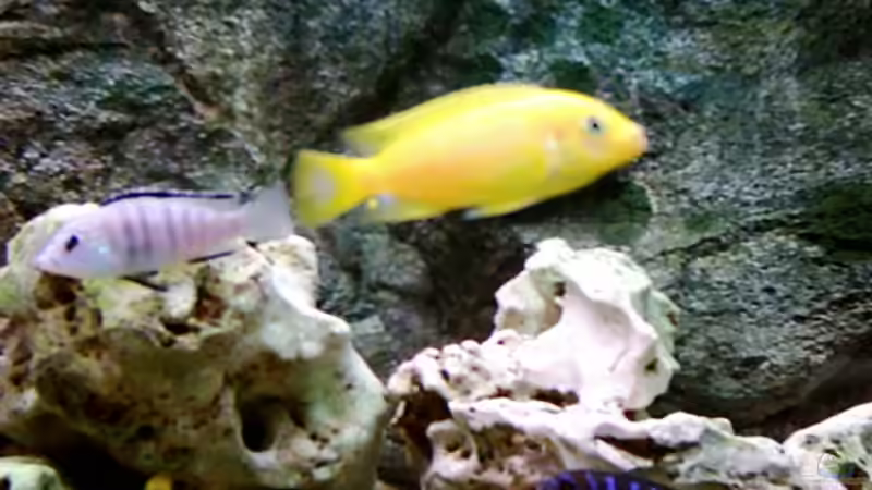 Dekoration im Aquarium Becken 415 von Kay Bergmann (15)