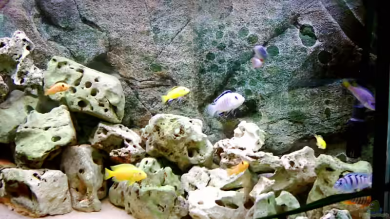 Dekoration im Aquarium Becken 415 von Kay Bergmann (8)