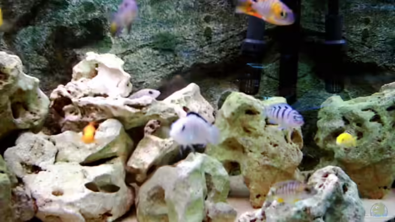 Dekoration im Aquarium Becken 415 von Kay Bergmann (9)