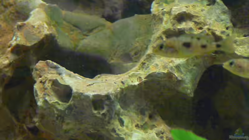 Dekoration im Aquarium Becken 4151 von Christian Klar (10)